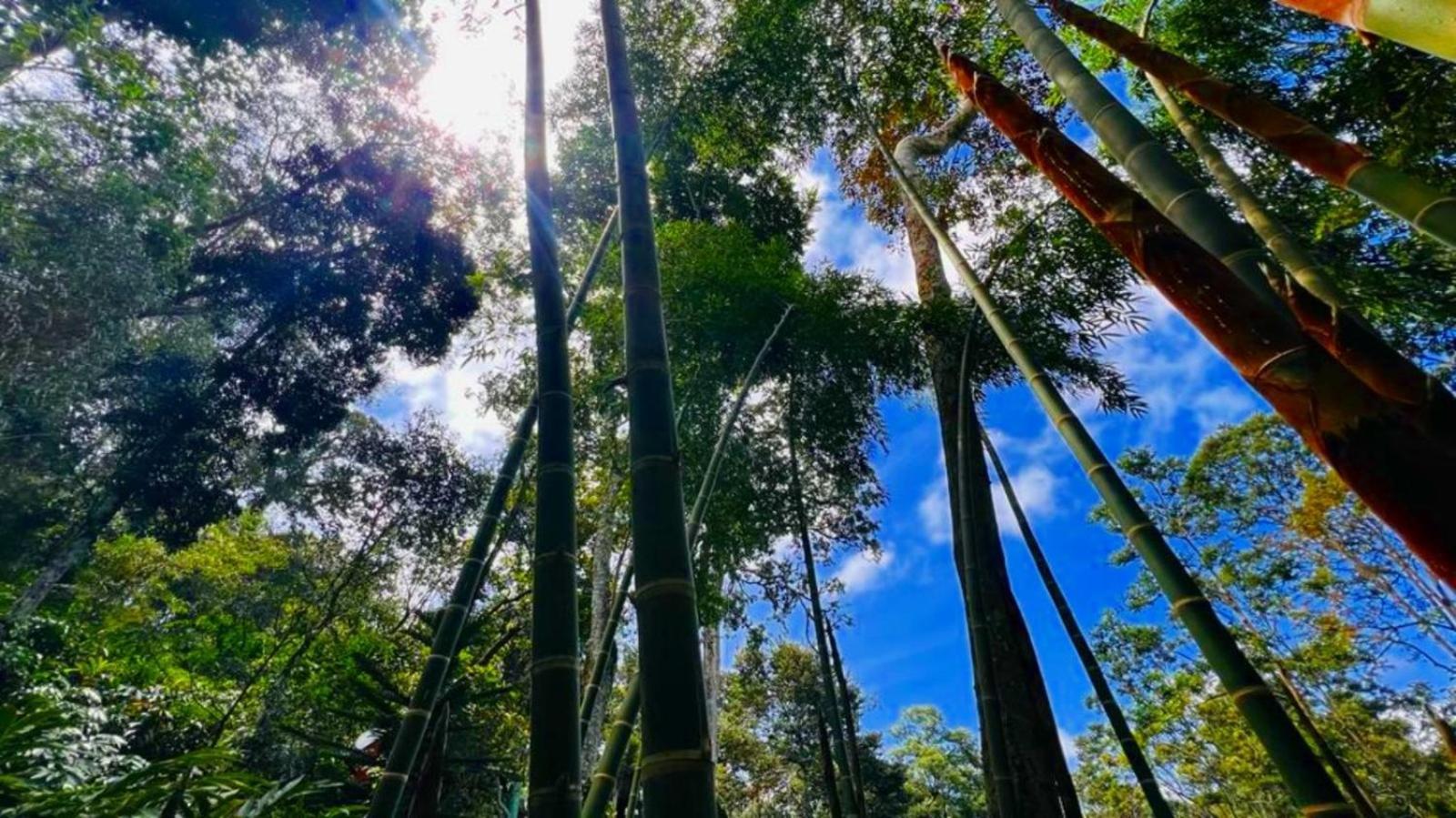 Bamboo Dale Resort, Munnar Dış mekan fotoğraf